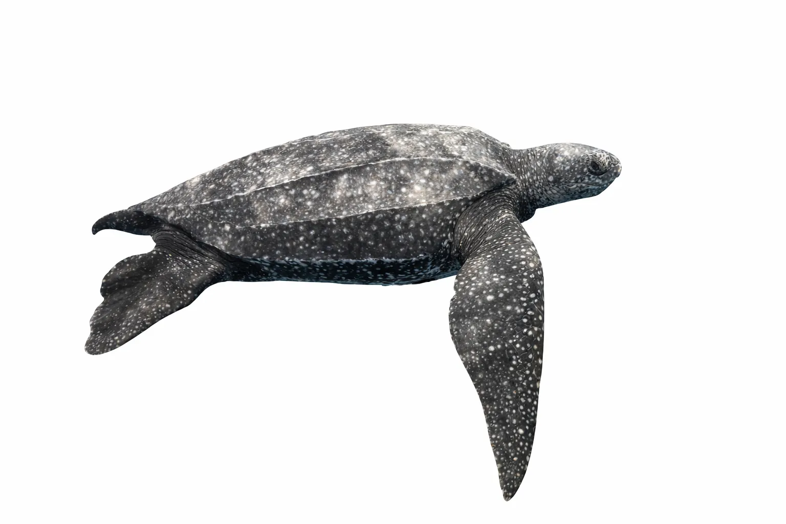 Dermochelys coriacea
