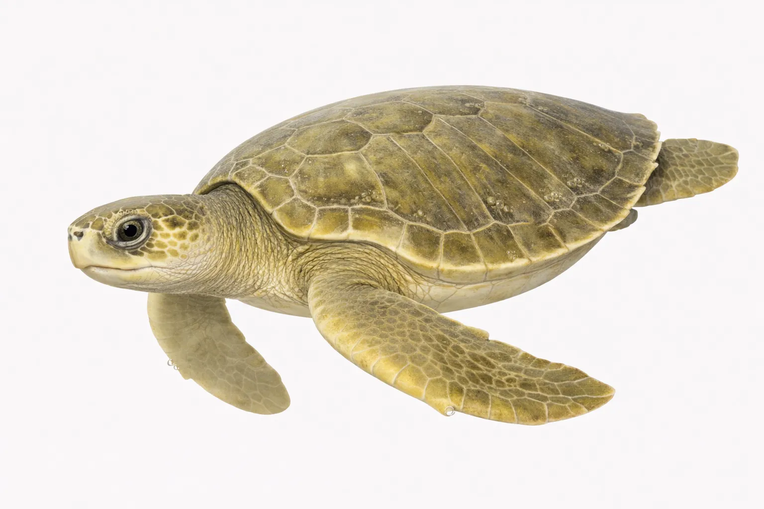 Lepidochelys olivacea