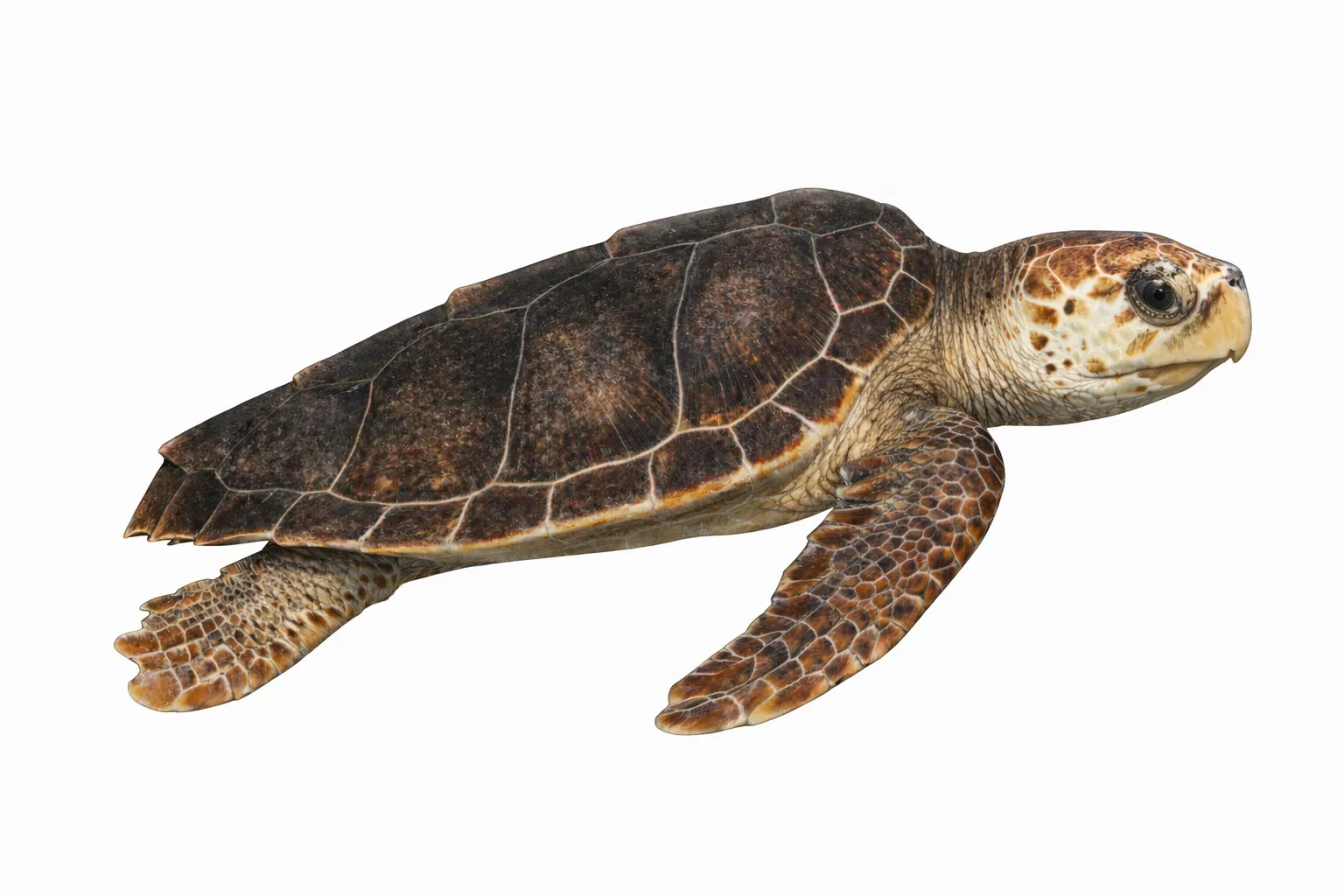 Caretta caretta